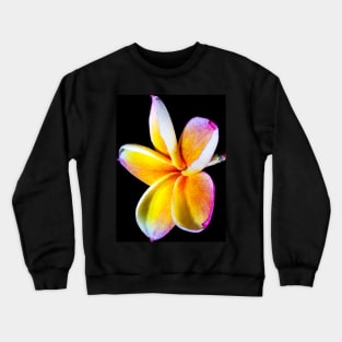 plumeria-flowers-frangipani-floral-blossom-petal-shirtyshirto-90 Crewneck Sweatshirt